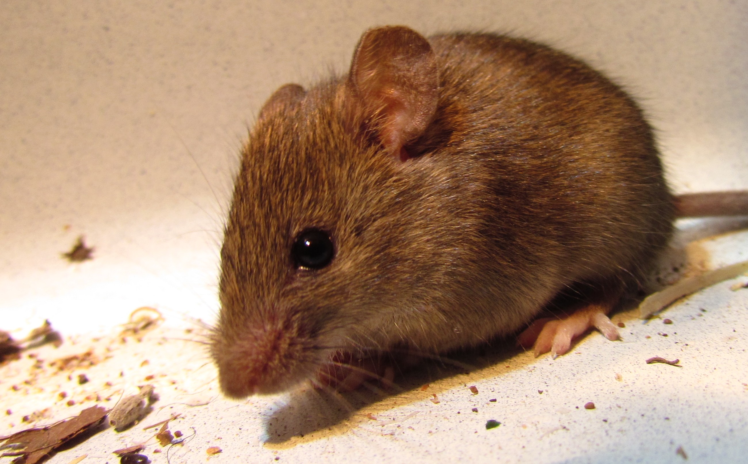House Mouse